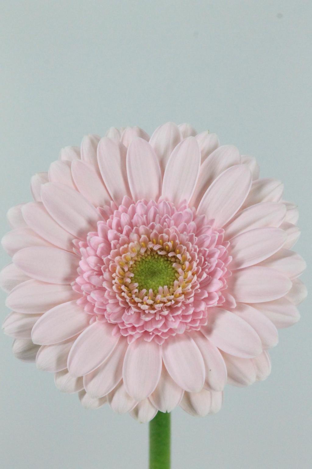 GERMINI AQUA X20 BRIDAL KIMSEY 50CM