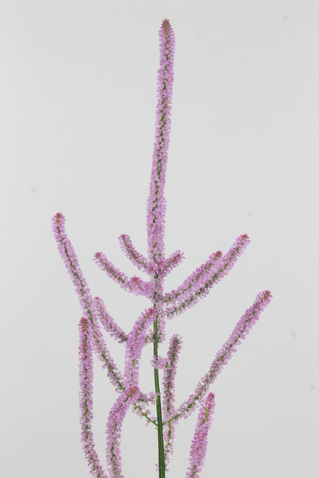 PSYLLIOSTACHYS SUWOR 75CM