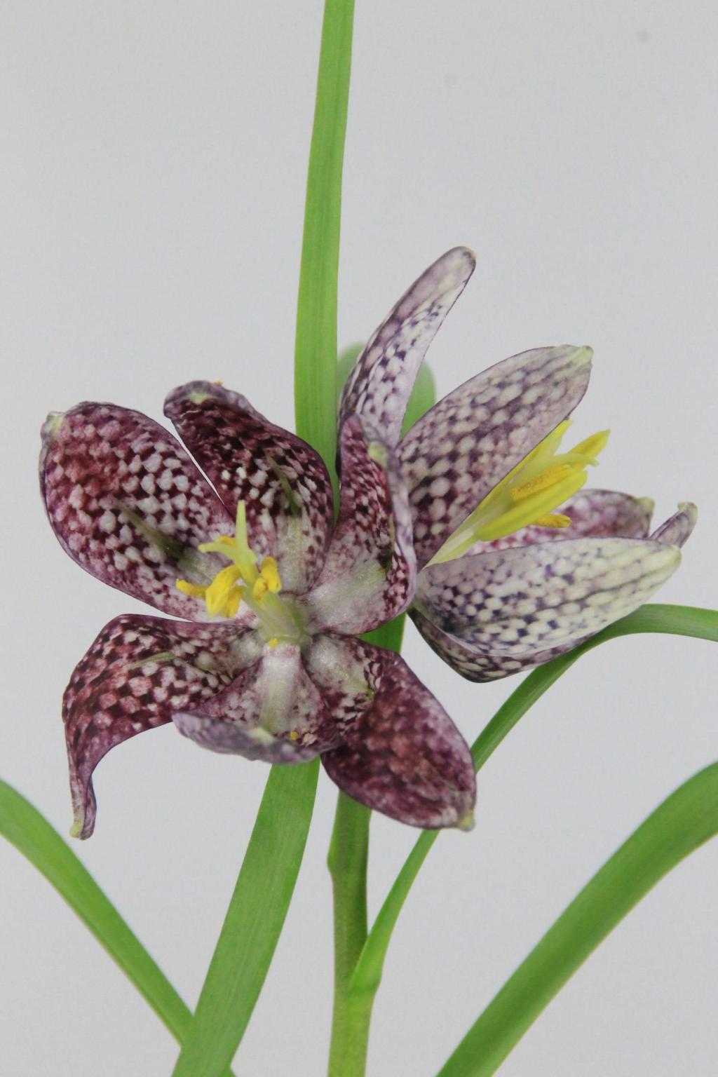 FRITILLARIA MELEAGRI 30CM