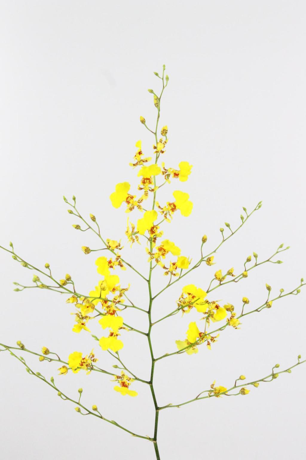 ONCIDIUM 80CM