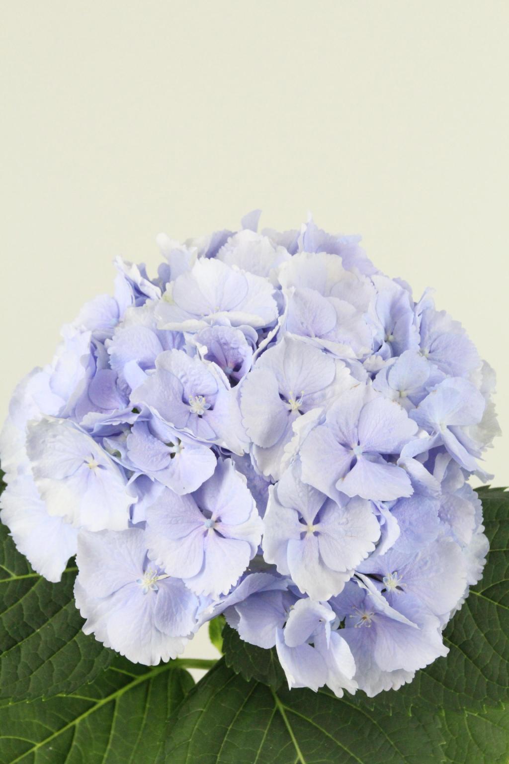 HORT. VERENA BLEU 60 $$$