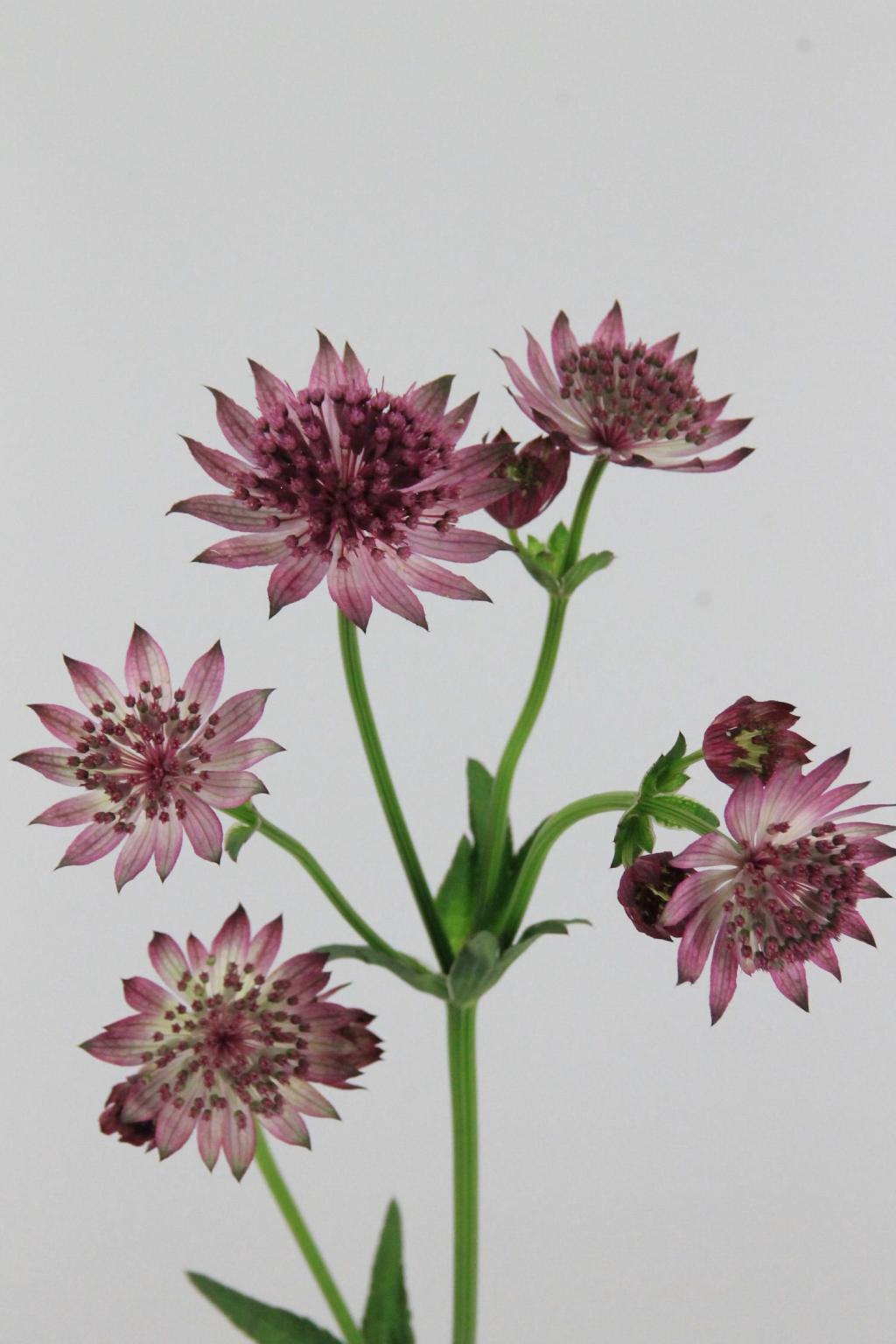ASTRANTIA MAJOR ROMA 60CM