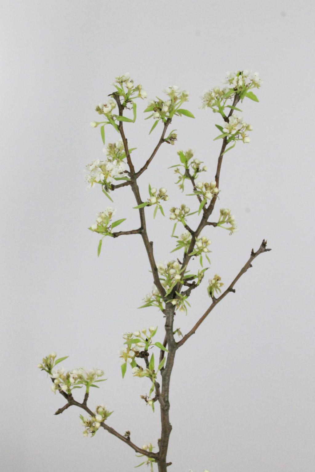 PERENBLOESEM BLANC 150CM