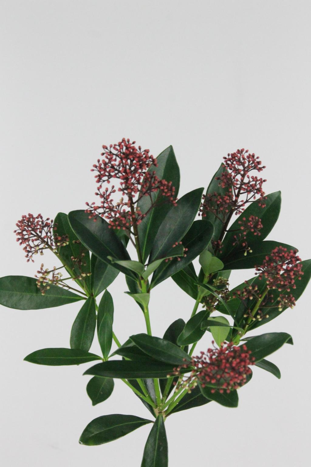 SKIMMIA RUBELLA TAK 45CM