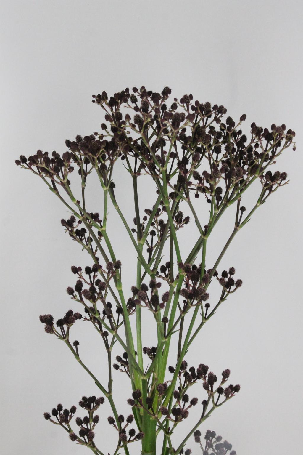 CHARDON PHYSIC PURPLE 150CM