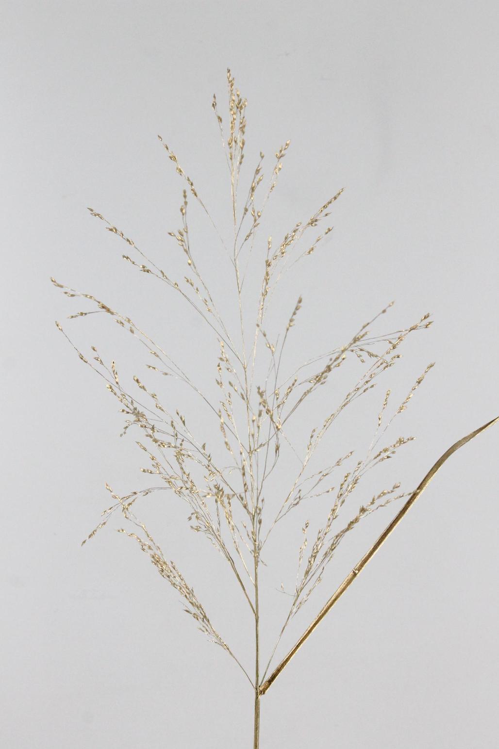 SIERGRAS KLB OR ANTIQUE $$$