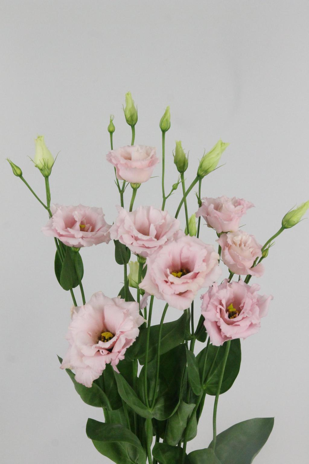 LISIANTHUS CELEBRICH QUEEN 70CM
