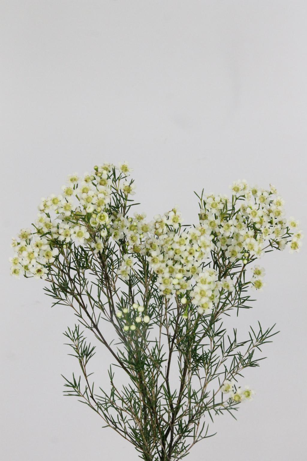 WAX ROMI ROSE JUP MOON WHITE 70CM