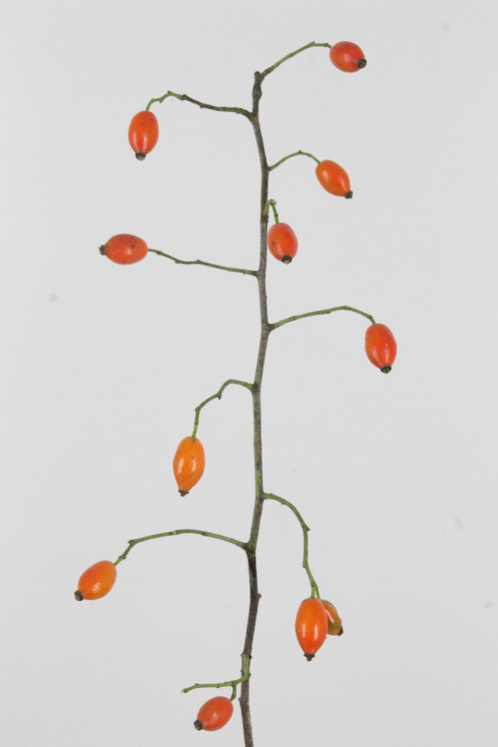 ROSENBOTTEL ZAFFIRO ORANG 125 REDCM