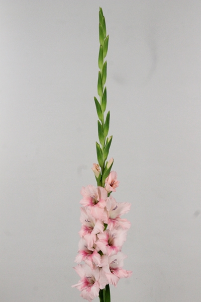 GLAIEUL ADRENALINE 115CM