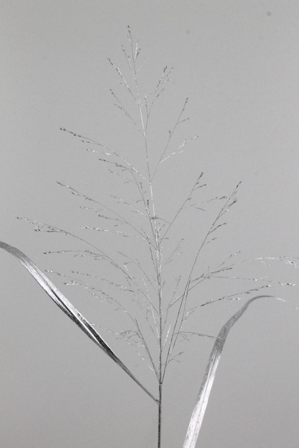SIERGRAS ZILVER
