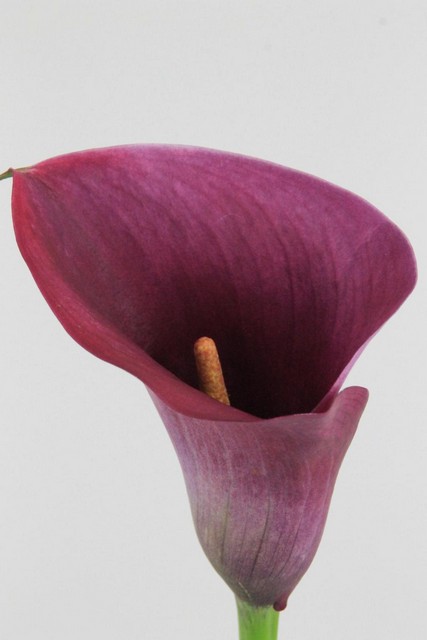 Calla Captain Promise 80cm