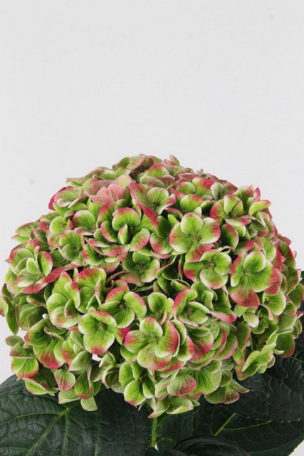 Hydrangea Magical Coral Classic 60cm Ø18cm