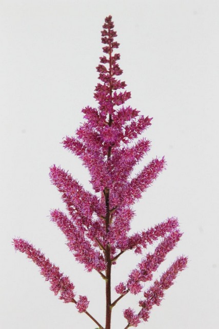 Astilbe Maggie Daley 60cm