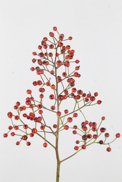Rosehips Plenty 40cm