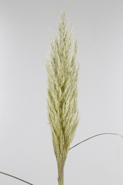 Cortaderia Evita 120cm