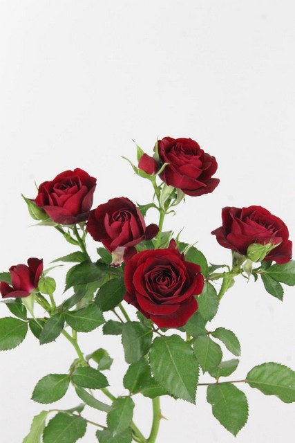 Rose Spr Rubicon 60cm X10