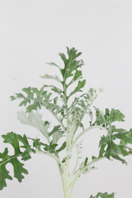 Senecio Maritima 55cm