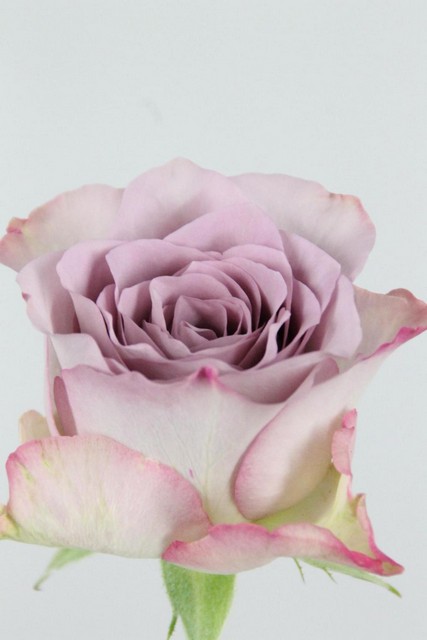 Rose Bg Memory Lane 50cm X10
