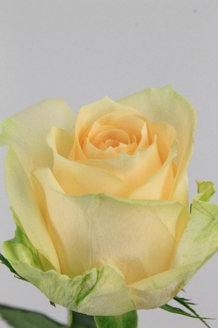 Rose Bg Magic Avalanche 60cm X10