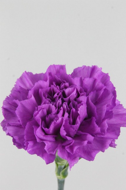 Carnation St Moonlite 70cm Co