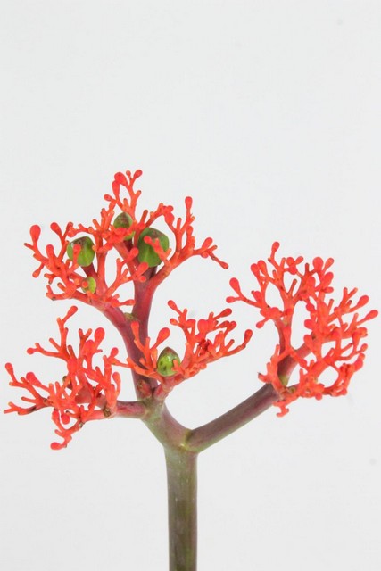 Jatropha Firecracker 35cm