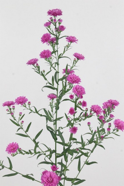 Aster Astee Flash 70cm