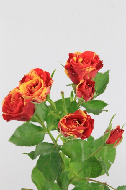 Rose Spr Fire Flash 50cm X10