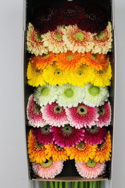 Germini Pomponi Mixed In Row