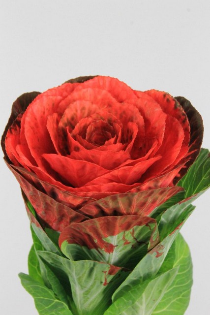 Brassica Dyed Red 60cm