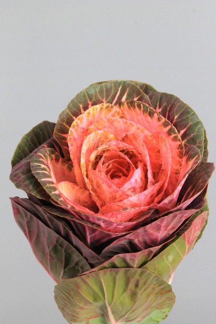 Brassica Dyed Pink 60cm
