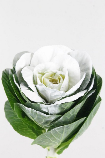 Brassica Dyed White 60cm