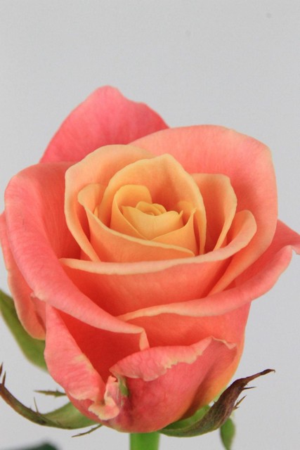 Rose Bg Miss Piggy 70cm X10