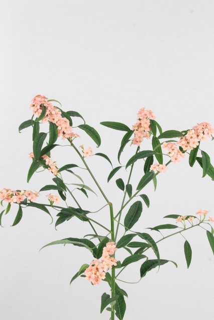Euphorbia Fu Spr Pink Baron 80cm