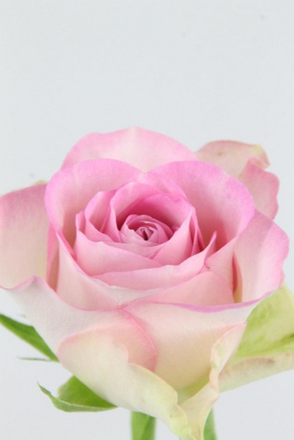 Rose Bg Lovely Jewel 50cm X10