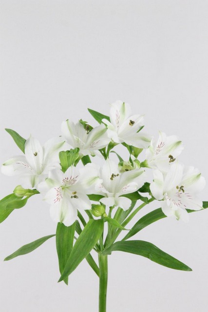 Alstroemeria Virginia 80cm Ex