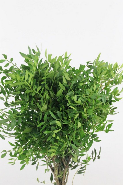 Pistacia Per Bunch 45cm