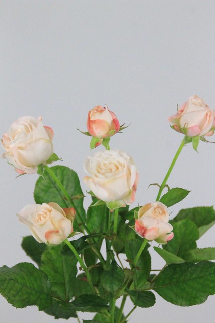 Rose Spr Bombastic 50cm X10