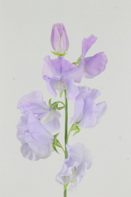 Lathyrus Sunshine Lavender 35cm