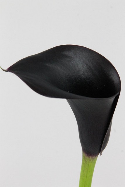Calla Cantor 70cm