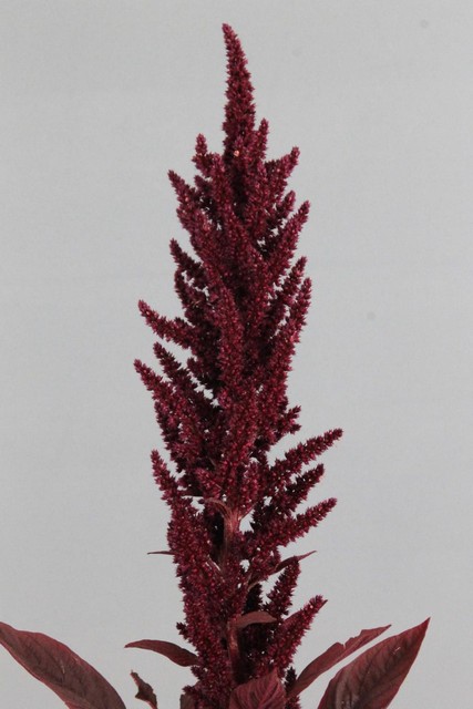 Amaranthus Cruen Velvet 70cm