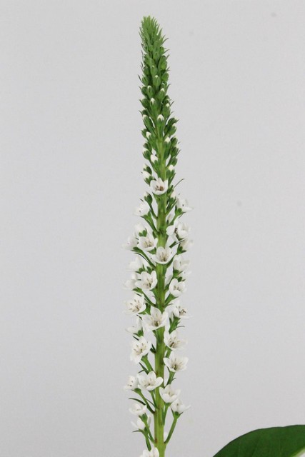 Lysimachia Elisabeth 70cm