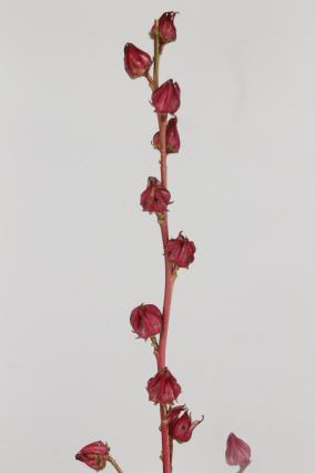 Hibiscus Trionum Red Star 70cm