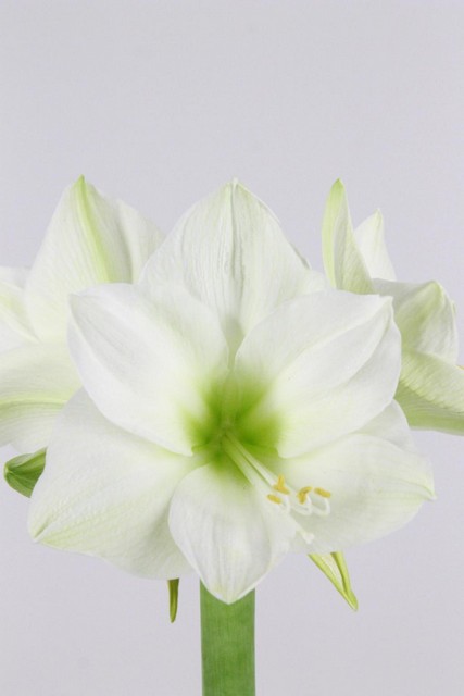 Amaryllis Ga Casablanca 4fl X12 80cm