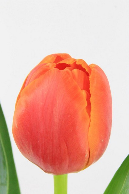 Tulip Db Icoon 34g
