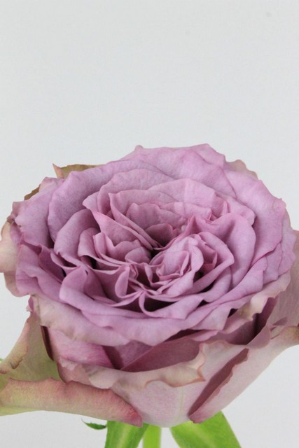Rose Bg Dolcetto 50cm