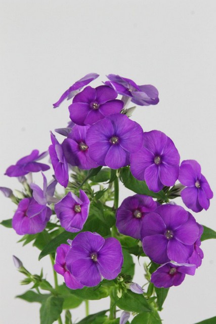 Phlox Crissy 60cm
