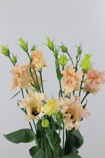 Lisianthus Si Falda Apricot 75cm