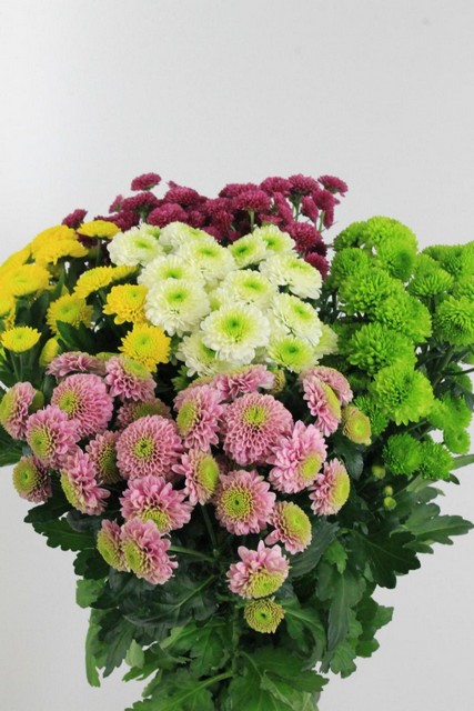 Chrys Sant Pompon Mixed Per Bunch 1100g 55cm