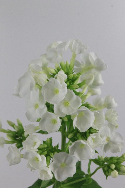 Phlox Icecap 60cm